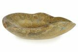 Polished Fossil Coral (Actinocyathus) Dish - Morocco #294074-1